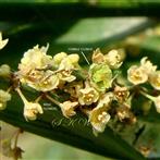  Many Male and one Female Flower